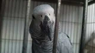 African Grey Parrot
