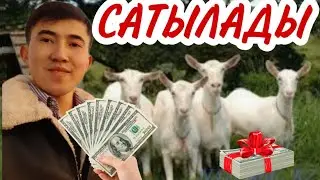 Сүтті ешкілер сатылады! Занен ешкі, Ешкі шаруашылығы...