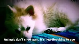 Help Kharma Eat Without Pain
