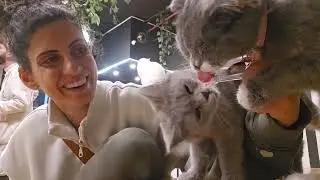 زرنا Cat Jungle في عمّان – تجربة ولا أروع لعشاق القطط!🐈🐈‍⬛️😻