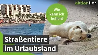 Straßentiere im Urlaub: Wie kann ich ihnen helfen?