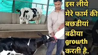 इस लीये मेरे फार्म की बछडीयां बढीया growth करती है। how to prepare  calf I बछिया को तैयार कैसे करे