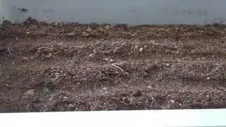 Посадка перца. Простой Бабушкин способ.