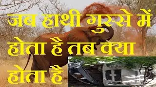 हाथी का गुस्सा