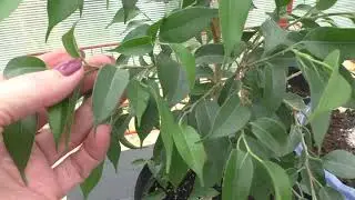 Ficus benjamina in summer. Care, maintenance, repotting. Rooted cuttings.