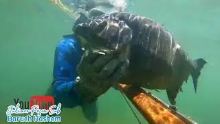 Poderosa Piranha Preta do Rio São Francisco peixe mais perigoso do velho Chico