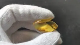 Янтарь инклюз / Amber inclusion / kehribar dahil / إدراج العنبر / Bernsteineinschluss / 琥珀內含物
