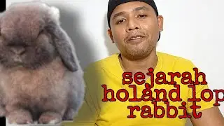 asal usul arnab holland lop