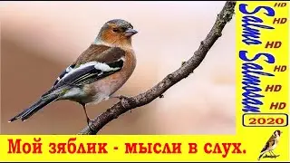 Мой зяблик - мысли в слух.