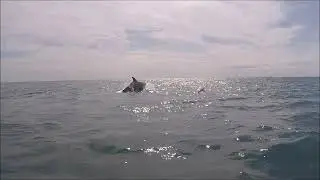 Strangford Dolphin's