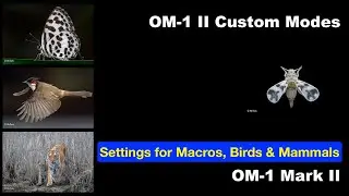Recommended Settings for the OM-1 Mark II for Macros, Birds & Mammals