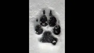 Kurt İzi [Wolf tracks]