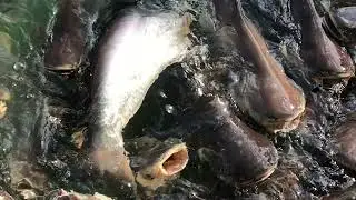 Fish raising pool