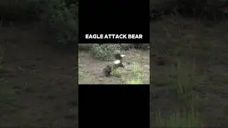 bald eagle attacks bear 