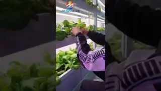 hydroponics vegetables plant machine to grow butter cabbage