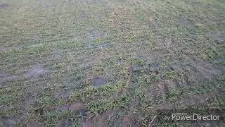 КУБУС Озима пшениця. Огляд поля！👍