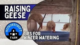 RAISING GEESE: Tips For Winter Watering (American Buff Geese)