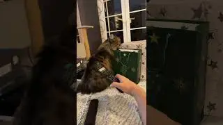 А где мои подарки???   #кошки #кот