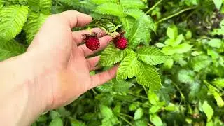 Erdbeer-Himbeeren (Rubus Illecebrosus) im Garten anbauen