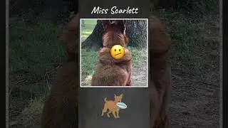 Scarlett's Disappointment