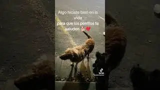 🐕🍀 