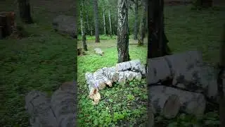 Суббота, утро, парк Сосновый бор, но походу я заблудился в березняках. Новосибирск, 17 августа 2024