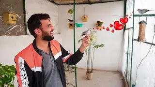 Surprise For Male Diamond Dove 😍