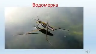 Классный час в 1 классе Тема: Пресноводные животные и растения.