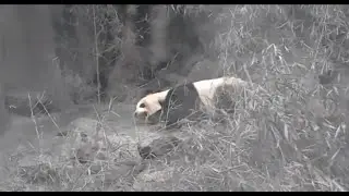 Сонные панды в Пекине
