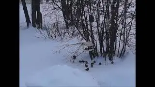 Воробьишки.
