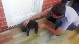 Изгоняем дьявола из кота