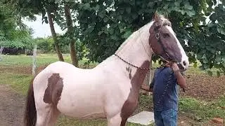 Marwari brood mare: मारवाङी घोङी