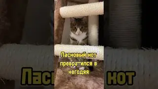 Ласковый кот превратился в негодяя 🐈 
