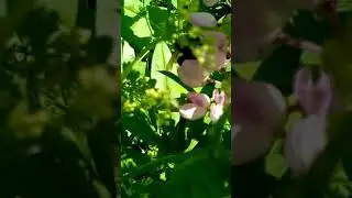 шмель2