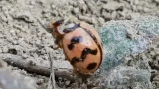 Oenopia conglobata