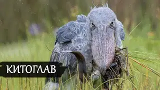 A terrifying bird from the Jurassic Period. What the Shoebill is capable of in action