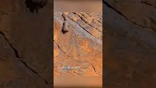 Снежный барс роняет добычу в пропасть.