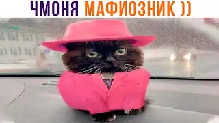 ЧМОНЯ МАФИОЗНИК))) Приколы с котами | Мемозг 995