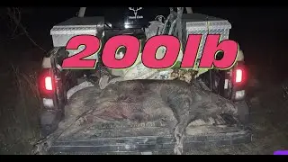 200lb South Georgia Hog With a Bow | Self Filmed