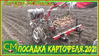 ➤Посадка картофеля 2021. Медведка.