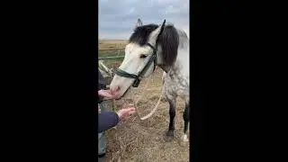Покатались, можно и погладить)