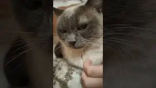 хахахахахахаха