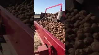 Potatoes loading onto conveyor