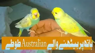 red-eye's love Bird's free flying Australian bajri cockatiel lutino friendly way