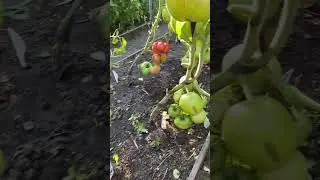Наши малиновые ! Старинный сорт помидор от Филипповых.
