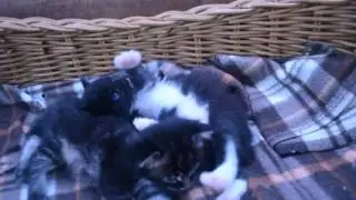Litter E Date of birth: 09.05.2017 http://parentpride.ru/kittens/