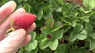 Как собирают клубнику в Портленде, США