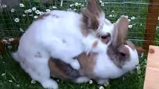 Kaninchen beim Rammeln