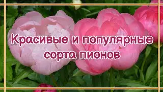 Пионы: самые популярные и красивые сорта