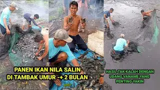 Panen Ikan Nila Salin di Tambak Umur _+ 2 Bulan Sudah Sebesar Ini!